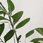 antiseptic wood