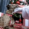 Country Brook Petz Deluxe Dog Collar - Christmas Collection - Made In The U.S.A. - 2 of 4