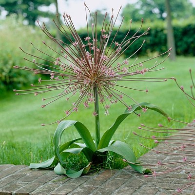 Set of 3 Allium Schubertii Bulbs - Van Zyverden