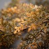 34"H Sullivans Artificial Fall Golden Hanging Cypress Bush, Indoor Fall Decor - 2 of 3