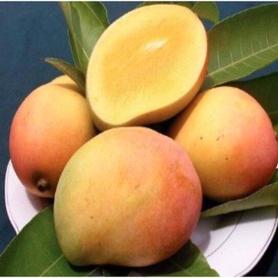 Fresh Rajpuri Ripe Mangoes Pack of 8