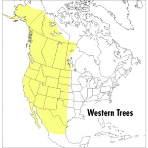 A Peterson Field Guide to Western Trees - (Peterson Field Guides) 2nd Edition by  Olivia Petrides (Paperback) - 1 of 1