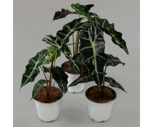 3pc Elephant Ears Polly - Cottage Hill