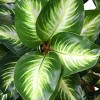 30"x20" Artificial Hosta Plant in Grower's Pot - National Tree Company - 4 of 4