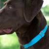 Country Brook Petz Martingale Heavyduty Training Collar with No Buckle - Service Collar for All Dogs - Vibrant, Colorful Collection - 3 of 4