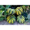 Fresh Lolita Ornamental Pumpkin - each - 3 of 3