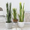 Artificial Tiger Piranha,Ppotted Imitation Tiger Piranha Plants, Tropical Fake Plants for Home Office and Living Room Decoration - 4 of 4