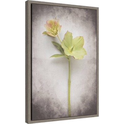 Vintage Hellebore Study II Greywash Framed Canvas Print