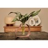 LiveTrends Protozoa Live Houseplant - 2 of 3