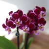 Green Circle Growers 2.5" Purple Orchid Live Houseplant Ceramic Planter with Burlap Bow - 2 of 4