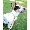 Country Brook Petz Premium Nylon Dog Collar with Metal Buckle for Small Medium Large Breeds - Vibrant 30+ Color Selection - 4 of 4