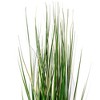 Green Evergold Grass Potted UV - 2 of 4