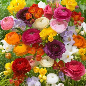 Van Zyverden 10ct Bulbs Ranunculus Grand Freesia Blend - 1 of 4