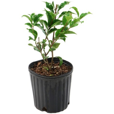 2.5qt Black Magic Camellia Japonica Plant with Dark Red Blooms - National Plant Network