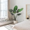 Acekool Artificial Bird of Paradise Plant, Trunk Tropical Palm Tree, Indoor Floor Decor, Banana Leaf for Home, Living Room, Office - 4 of 4