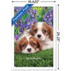 Trends International Keith Kimberlin - Cavalier King Charles Puppies Framed Wall Poster Prints - 3 of 4
