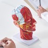 VEVOR Human Half Head Superficial Neurovascular Model with Musculature, 1:1 Life Size Anatomical Head Neck Model Skull and Brain, Red - 2 of 4
