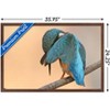 Trends International The Comedy Wildlife Photography Awards: Antonio Medina - Ashamed Framed Wall Poster Prints - 3 of 4