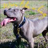 Country Brook Petz American Made Deluxe Nylon Dog Collar - 3 of 4