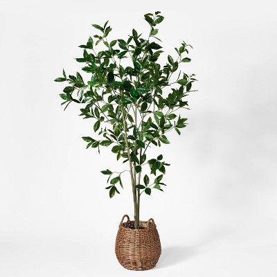 Bay Leaf Tree in Basket - Threshold™ designed with Studio McGee