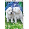 Trends International Keith Kimberlin - White Golden Retriever Puppies Unframed Wall Poster Prints - 3 of 4
