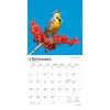 BrownTrout Songbirds 2026 12"x24" Hanging Square Wall Calendar Plastic-Free - 4 of 4