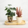 Unique Bargains Bamboo Wood Indoor Outdoor Plant Saucer 1 Pc - 4 of 4