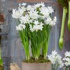 25ct Paperwhites Bulbs - Van Zyverden - 3 of 4