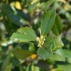 National Plant Network Live Outdoor Nellie R. Stevens Holly Plant - 1ct 3gal - 3 of 4