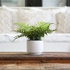 Nearly Natural 13-in Artificial Boston Fern Plant with Decorative Planter - 3 of 4