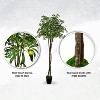 Cypress & Alabaster | Handmade 6.5' Artificial Olive Canopy Tree In Home Basics Plastic Pot Made With Real Wood And Moss Accents - 4 of 4