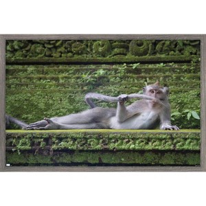 Trends International The Comedy Wildlife Photography Awards: Delphine Casimir - The Rainforest Dandy Framed Wall Poster Prints - 1 of 4