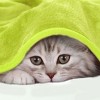 PiccoCasa Solid Print Microfiber Lightweight Flannel Fleece Soft Bed Blanket - 4 of 4