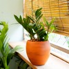 Gulches Terracotta Painted Smart Self-Watering Round Planter Pot - 6" - 2 of 4