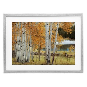 Stupell Industries Autumnal Birch Beauty Framed Print Under Glass Art - 1 of 4