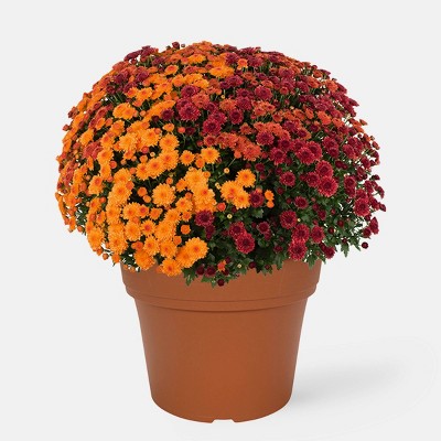 12" Garden Mum Bi-Color Plant - Good Little Garden™