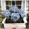 Floral Home 20" Blue Hydrangea Bush - 6-Piece - 2 of 4