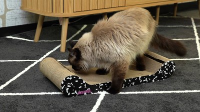 Rini 23.75" White and Multicolor Cardboard Cat Lounge Bed with Bell Toys and Catnip