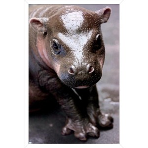 Trends International Cute Pygmy Hippopotamus Framed Wall Poster Prints - 1 of 4