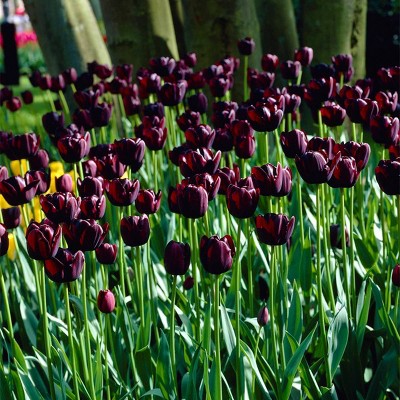 25ct Tulips Queen Of Night Bulbs - Van Zyverden