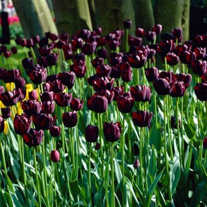 Van Zyverden 25ct Bulbs Tulips Queen of Night - 1 of 4