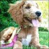 Country Brook Petz Premium Nylon Dog Collar with Metal Buckle for Small Medium Large Breeds - Vibrant 30+ Color Selection - 3 of 4