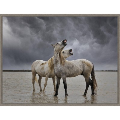 24" x 18" Camargue Horse Stallions by Adam Jones Danita Delimont Framed Canvas Wall Art - Amanti Art