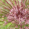 Set of 3 Allium Schubertii Bulbs - Van Zyverden - 4 of 4