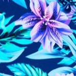 royal tropical