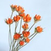 Alilang Decorative Dried Flower Stems for Home Decoration and Floral Arrangements, 15.5 Inches - 3 of 3