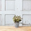 Novelty Artstone Dolce Round Pot Flower Planter - 4 of 4