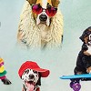 Collections Etc Good Vibes Dog Lounge Pants - 4 of 4
