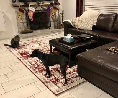 Guest review image 2 of 2, zoom in