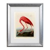 Trademark Fine Art -John James Audobon 'American Flamingo' Matted Framed Art - 2 of 3